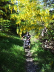 VTT